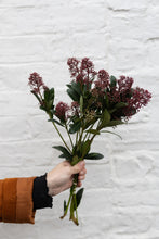 Load image into Gallery viewer, RED SKIMMIA
