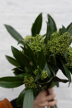 Load image into Gallery viewer, GREEN SKIMMIA
